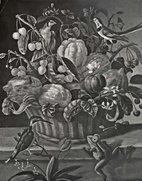 Anonimo — Anonimo piemontese - sec. XVII - Natura morta con cesto di agrumi e ciliegie, uccelli, lumaca, rana e fiori — insieme